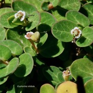 Euphorbia viridula. ( Chamaesyce viridula )euphorbiaceae.endémique Réunion. (1).jpeg
